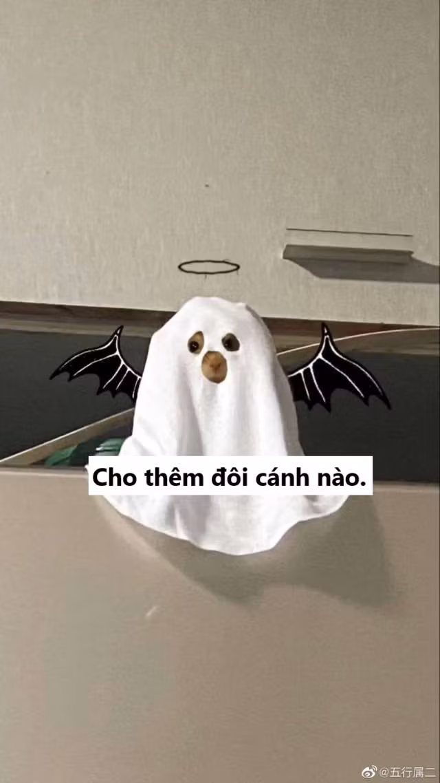 Cô gái này dùng mảnh vải tròn màu trắng và biến tấu vài đường kéo cơ bản dựa trên số đo của chú hamster cực đáng yêu.