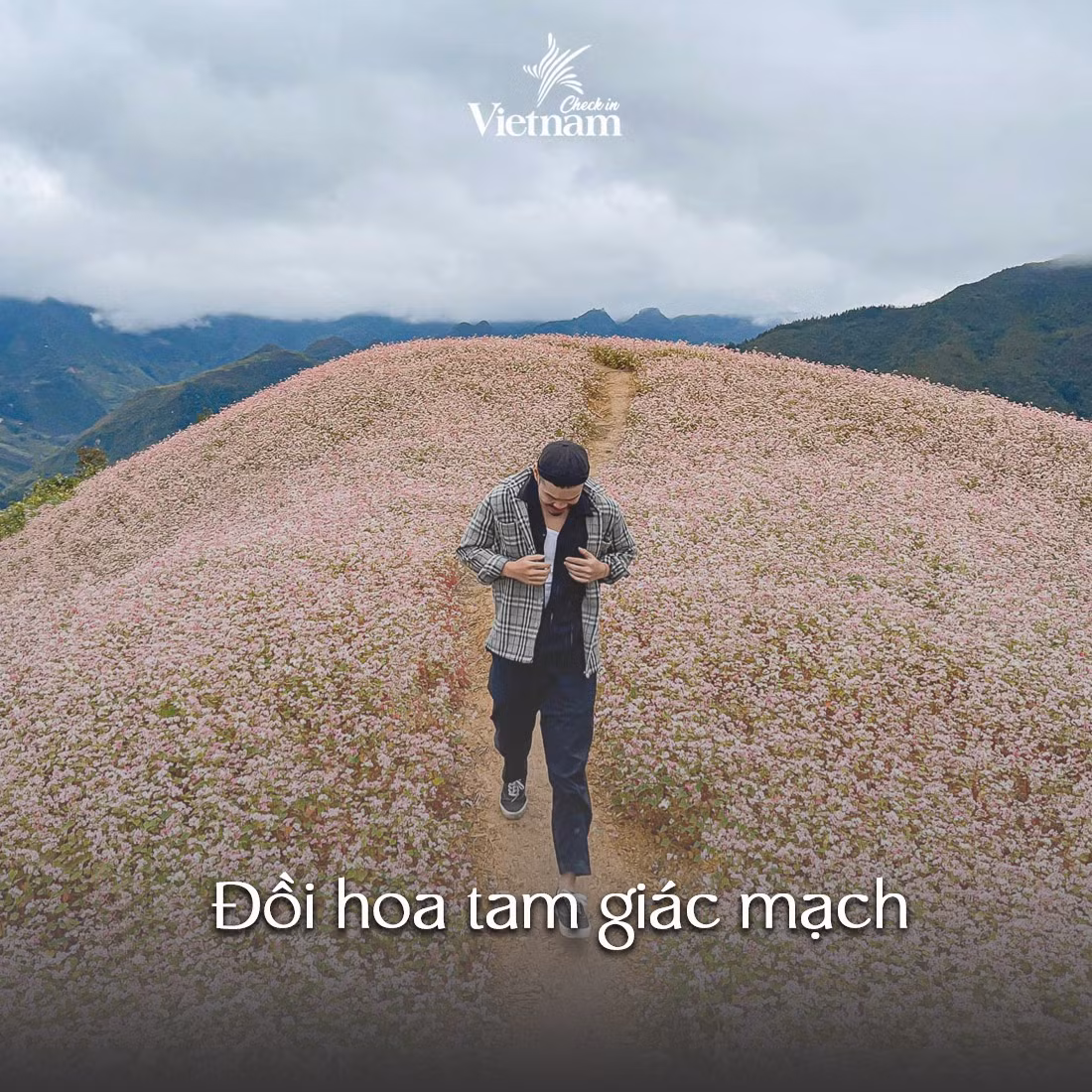 Tam giác mạch là loài hoa đặc trưng chỉ có ở mảnh đất Tây Bắc, nhưng đẹp nhất có lẽ phải kể đến hoa tam giác mạch Hà Giang. Ghé Hà Giang một ngày se se lạnh những tháng cuối năm để thưởng thức vẻ đẹp quyến rũ đến nao lòng của thứ hoa tím hồng một góc trời thì còn gì tuyệt bằng.