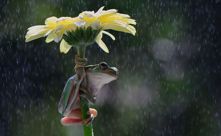 Không có lá thì ếch ta có thể lấy tạm hoa làm ô, tạo nên hình ảnh tuyệt đẹp.