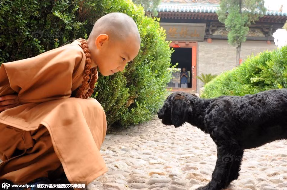 Nhiều người sau khi xem xong bộ ảnh cũng nảy sinh ý định gửi gắm con của mình lên chùa để các bé tu tâm dưỡng tính, vừa bổ ích lại lành mạnh.