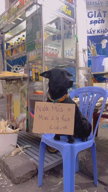 Nhân viên mời chào hàng thẳng thắn nhất quả đất.