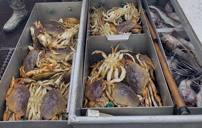 Cua Dungeness có thịt mềm, vị ngọt đặc trưng và được mệnh danh là một trong những loại cua ngon nhất thế giới.