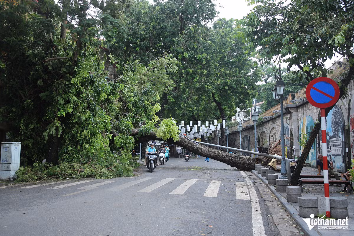 Hon 25.000 cay do: Do cach trong hay cay khong phu hop?-Hinh-2