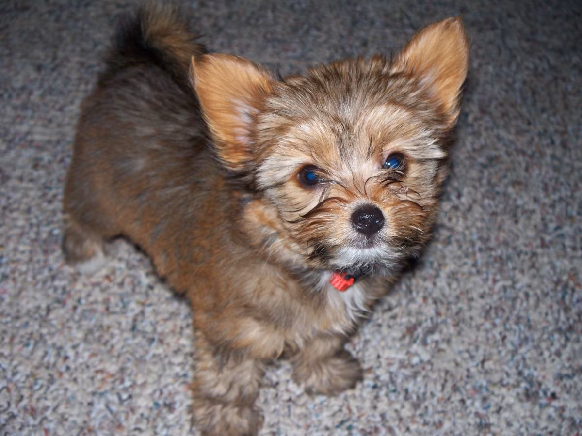 Yorkillons là giống chó lai giữa dòng Papillon và Yorkshire Terrier. Chúng chơi đùa tốt với trẻ em, rất năng động, thông minh và vui vẻ.