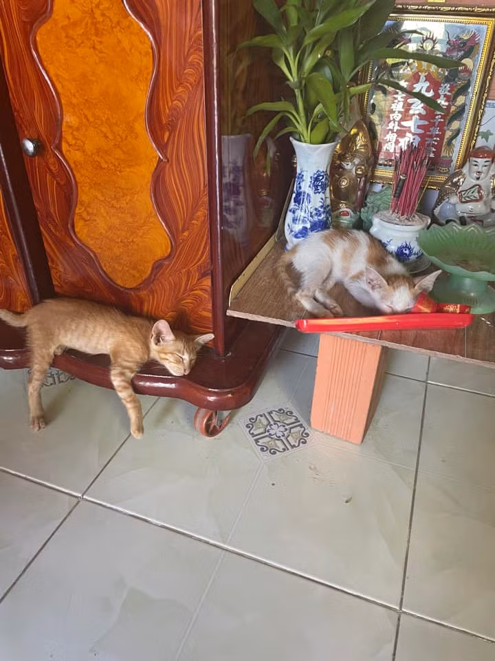 Mỗi đứa một góc ngủ ngon lành.