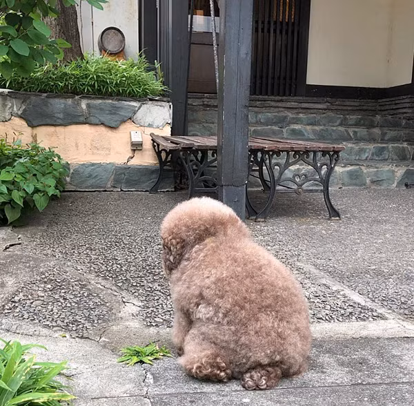 Chú chó Kokoro có sở thích ngồi bệt chân sau. Thế nhưng, thân hình mũm mĩm và bộ lông xù đặc trưng khiến dáng ngồi của nó trông thật hài hước.