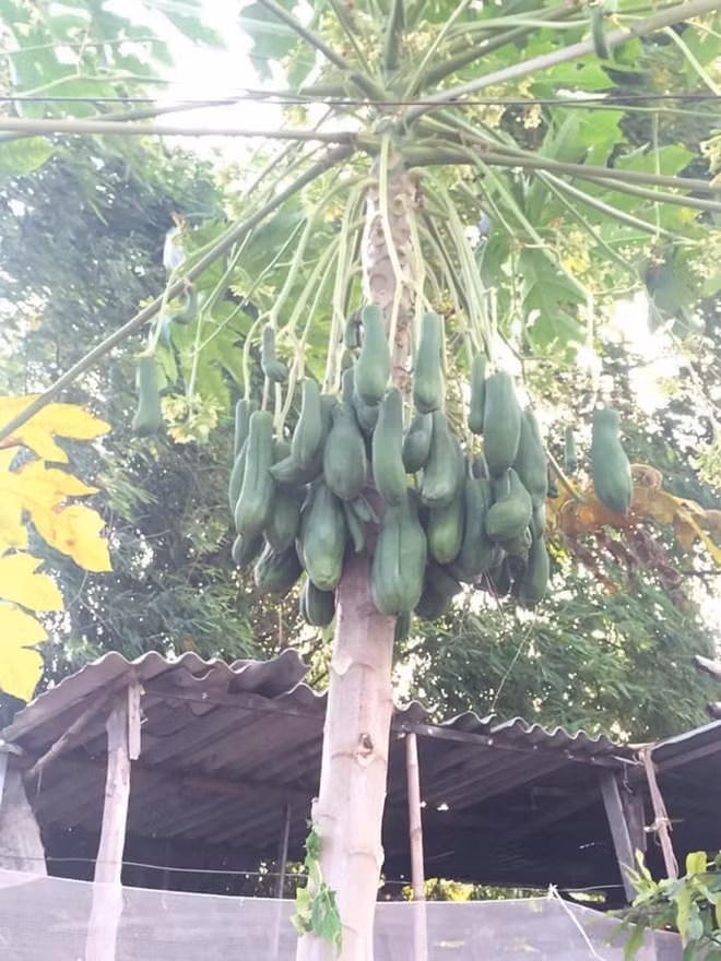 Mới đây, cộng đồng mạng đặc biệt quan tâm đến hình ảnh về cây đu đủ cực dị của một cô gái chia sẻ, và nó bỗng nhiên trở thành đề tài bàn tán của nhiều người.