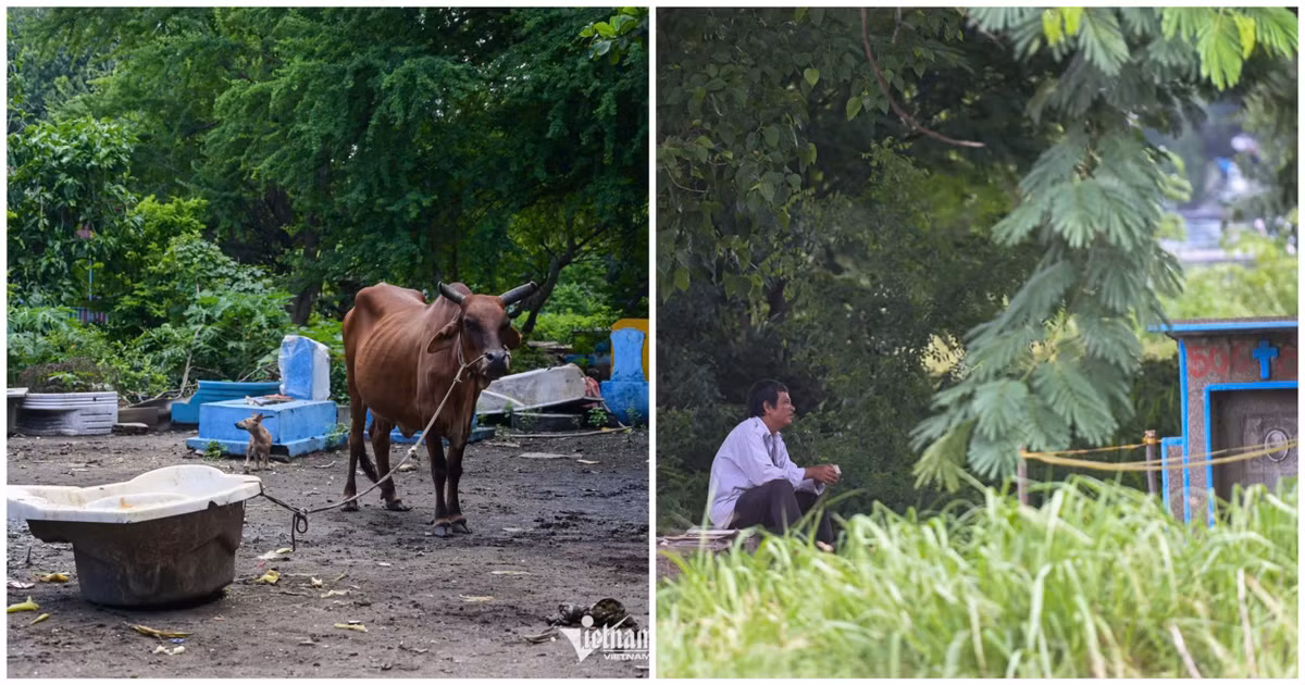 Khu nghĩa trang cũng là nơi chăn thả bò, nhiều người tìm tới câu cá, bắt chim thư giãn cuối tuần. 