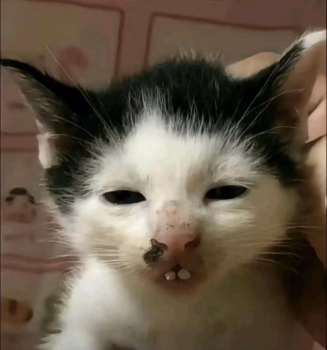 "Đã là mèo lại còn hô", "yêu cầu con sen cho quàng thượng đi niềng răng gấp".