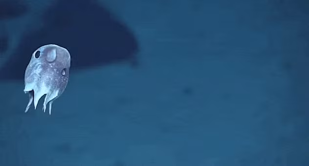 Hình ảnh quay được dưới độ sâu hơn 600m ngoài khơi bờ biển Puerto Rico. Không giống những con bạch tuộc khác, di chuyển bằng các xúc tu, con bạch tuộc này di chuyển bằng cách chuyển động tai, chính vì thế nó được gọi là bạch tuộc Dumbo (Dumbo là tên một chú voi bay bằng tai của mình).