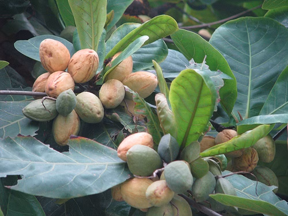 Bàng không chỉ là bóng mát, mà quả bàng cũng được trẻ con nhặt về, đập lấy nhân. Nhân quả bàng có vị bùi bùi, ngòn ngọt.
