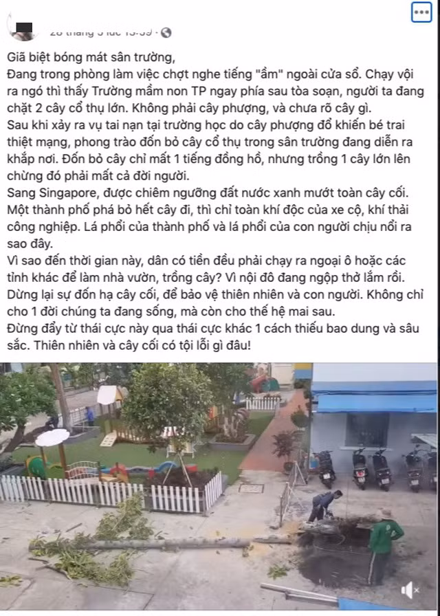 Sau vụ việc một em học sinh tử vong do cây phượng đè tại trường THCS Bạch Đằng - TP HCM, một loạt các ngôi trường khác cũng quyết định đốn hạ loài cây này do những nghi ngại về việc gây nguy hiểm cho con người.