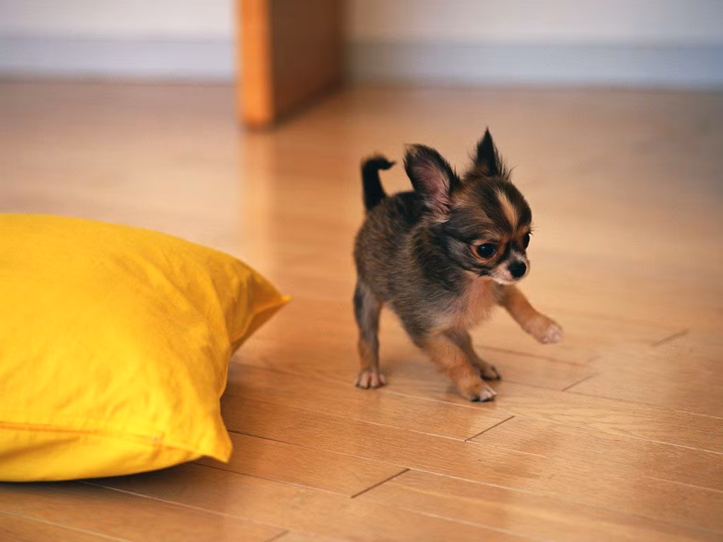 Chó chihuahua có trọng lượng cơ thể trung bình là 1,8kg. Chúng là một giống chó cực kỳ thông minh, tuổi thọ từ 14 đến 20 năm, một trong những giống chó có tuổi thọ lâu nhất.
