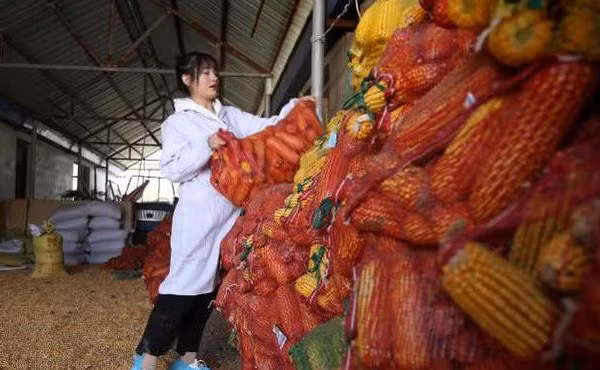 Hơn thế nữa, những vất vả trong chăn nuôi giúp Chí Viễn từ một cô gái yếu đuối, mỏng manh trở nên mạnh mẽ, không ngại bất kỳ việc gì.