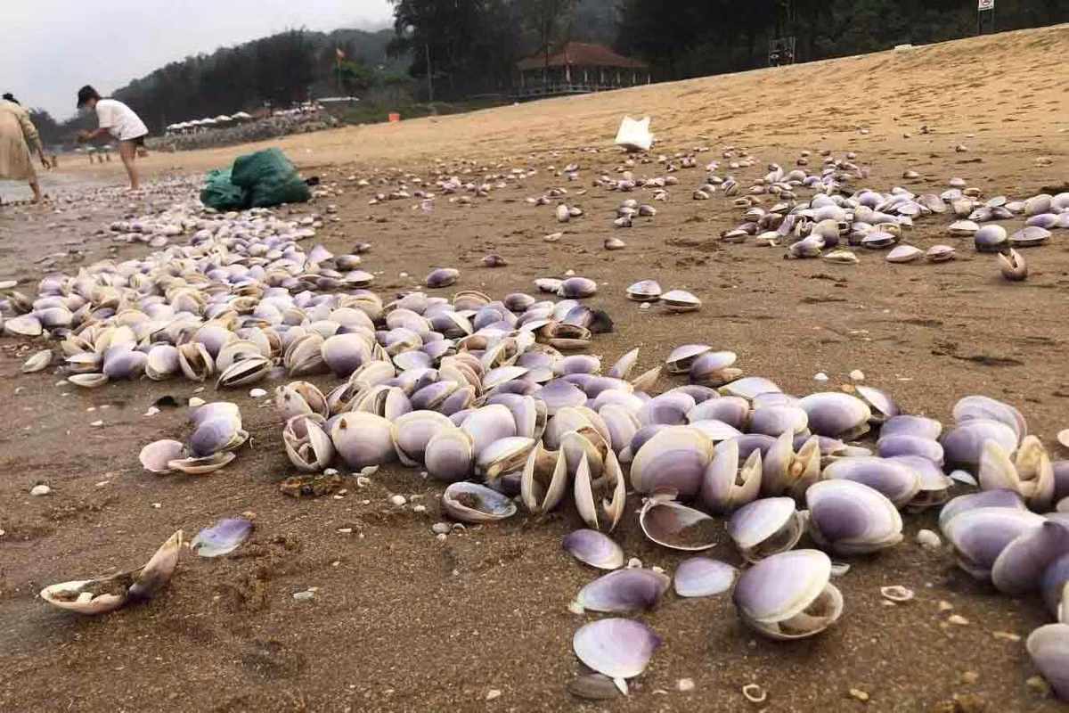 Tuy nhiên, loại ngao này thì lên bờ thì sẽ không sống được quá lâu, mất giá trị sử dụng, vì vậy người dân quanh đây đều tranh thủ hết mức có thể để thu hoạch được số lượng nhiều nhất.