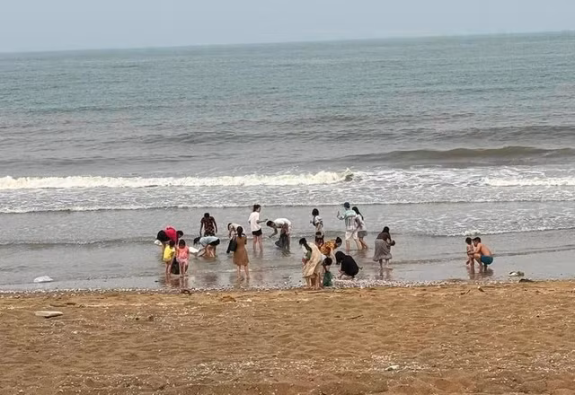Ngao tím được nhiều người ưa chuộng vì ngao to, thịt ngao ăn rất ngon ngọt lại rất dễ chế biến, thịt ngao vừa ngọt, vừa thơm.