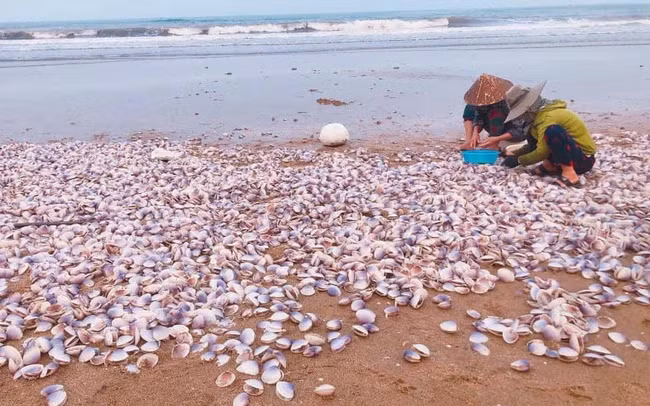 Ngao tím có thể chế biến thành nhiều món ăn khác nhau, nhất là những món ăn thanh mát vào mùa hè như canh, hay là nấu cháo, hấp.