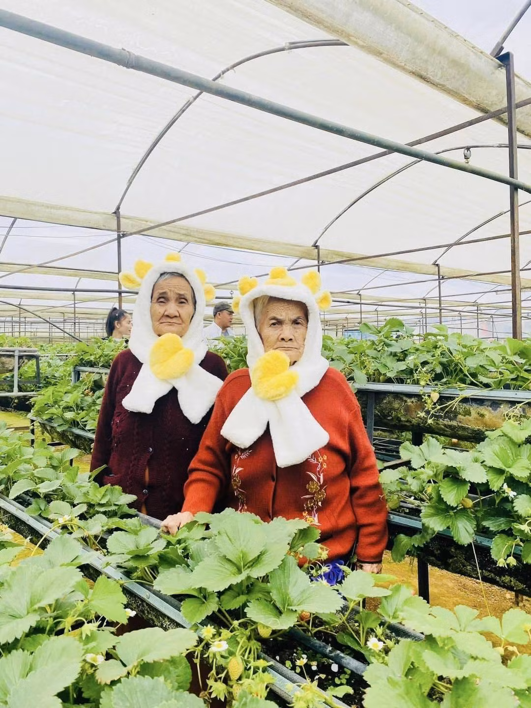 Hai cụ bà trong bộ ảnh là chị em gái ruột của nhau. Cụ bà Nguyễn Thị Thái (88 tuổi) và bà Nguyễn Thị Thảo (75 tuổi) hiện đang sống ở Tây Ninh.