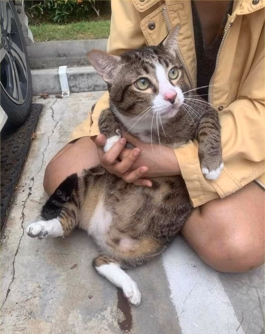 Chú mèo nói trên tên Shifu, nặng 8,5kg, rơi từ ban công tầng 6 một chung cư ở Bangkok (Thái Lan).