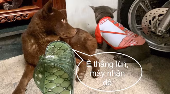 Đôi dép là thành quả lúc chú chó Dúi cùng anh bạn chó nâu tha thẩn dạo chơi trước thềm nhà, trót nghịch dại thế nào lại cắn nát "đôi dép quốc dân" của gia chủ.