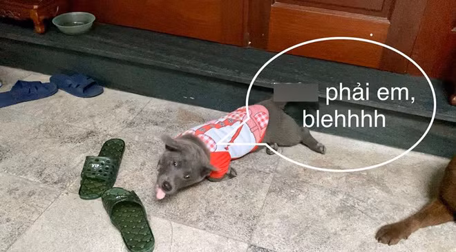 Điều đáng nói là, khi khổ chủ đã cố giữ bình tĩnh để hỏi rõ chuyện thì Dúi lại thể hiện thần thái rất hài hước, gây cười cho cư dân mạng.