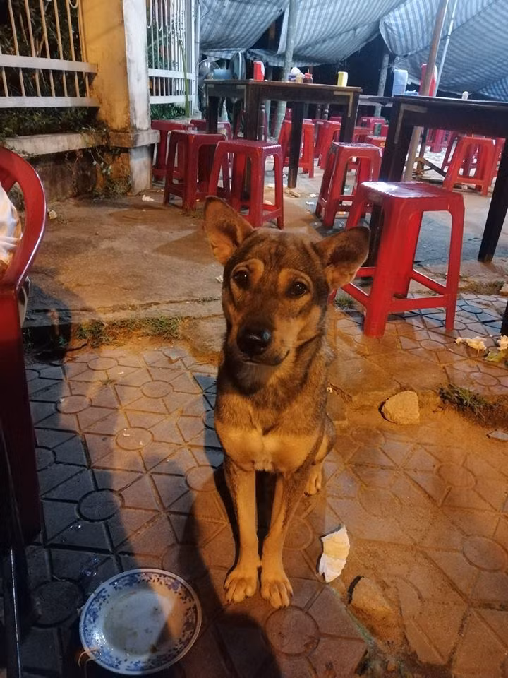 Xin ăn một vài miếng có thể chưa đủ nên chú chó này mang cả đĩa đựng đồ ăn xin được cho nhiều. Đúng là một chú chó biết lo xa.
