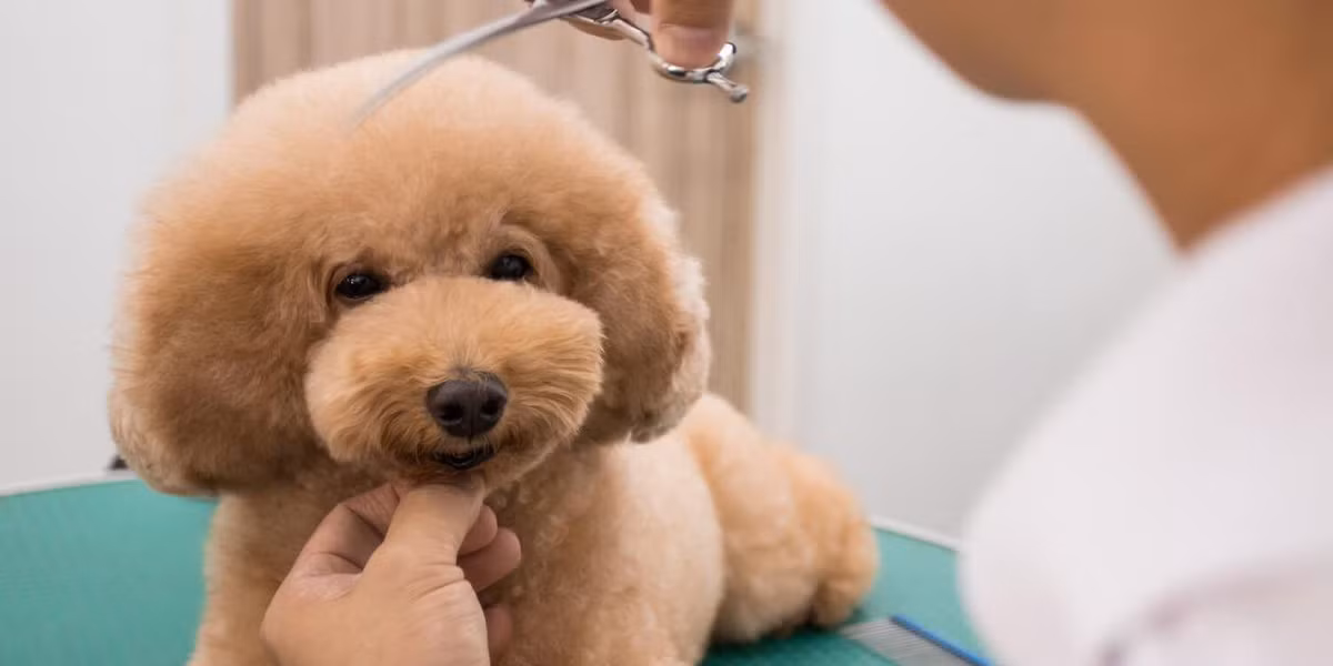 Hiện tại, chủ đề về mức thu nhập của công việc cắt lông cho chó mèo vẫn đang nhận được nhiều ý kiến tranh luận từ CĐM.