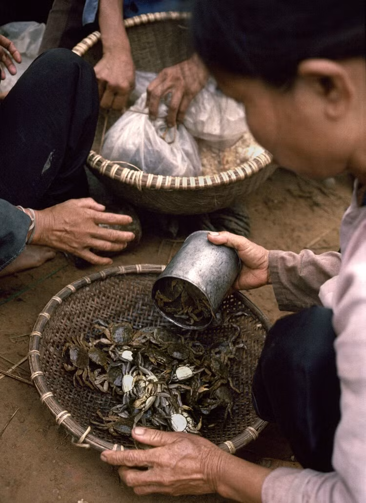 Chỉ ra đồng 1 hôm là trưa đó có bữa canh ngon.