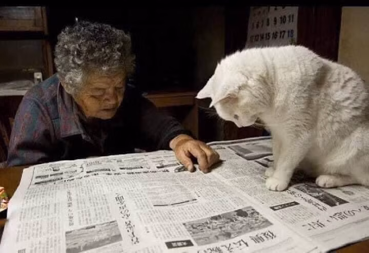Chú mèo Fukumaru có bộ lông trắng muốt, điều đặc biệt chú ta sở hữu đôi mắt 2 màu 1 nâu vàng, 1 xanh ấn tượng.