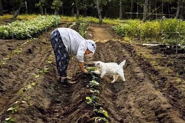 Chú mèo luôn đồng hành cùng cụ bà như một người bạn tâm giao, kể cả lúc làm việc đồng áng.