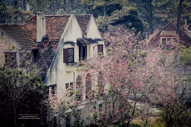 Những địa điểm ngắm mai anh đào tại Đà Lạt thường được du khách lựa chọn là khu vực dưới chân núi Lang Biang hay hồ Tuyền Lâm. Những con đường như Trần Hưng Đạo, Hùng Vương, Cô Giang, Phó Đức Chính, Nam Hồ… và khu vực vùng ven dọc quốc lộ 20 từ Đà Lạt xuống Cầu Đất, dọc quốc lộ 27C cũng là nơi có hoa mai anh đào bung nở rộ.