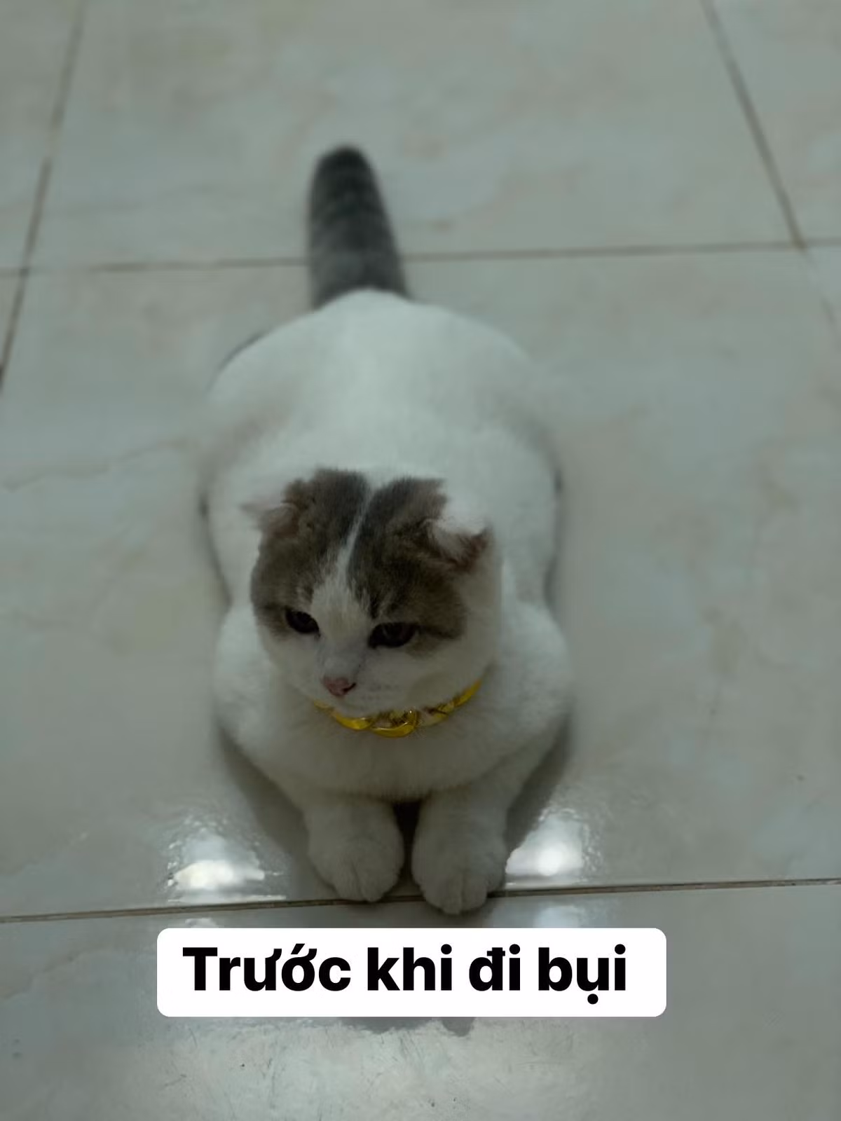Hay một trường hợp khác, trước khi đi bụi chú mèo mập mạp, đủ biết được cưng chiều như thế nào.