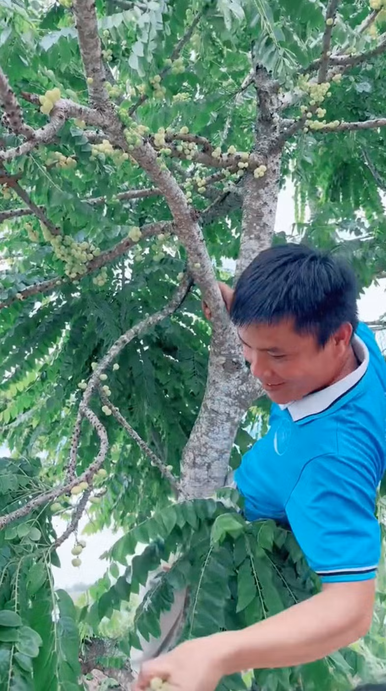 Trong khi Hằng Du Mục từng sống ở miền Tây thì team Quang Linh đều từ nơi khác đến, vì vậy mọi nhiều với anh đều mới lạ. Những người dân ở đây đã mời anh một loại quả có thể nói là "đặc sản của người miền Tây", đó chính là trái chùm ruột.