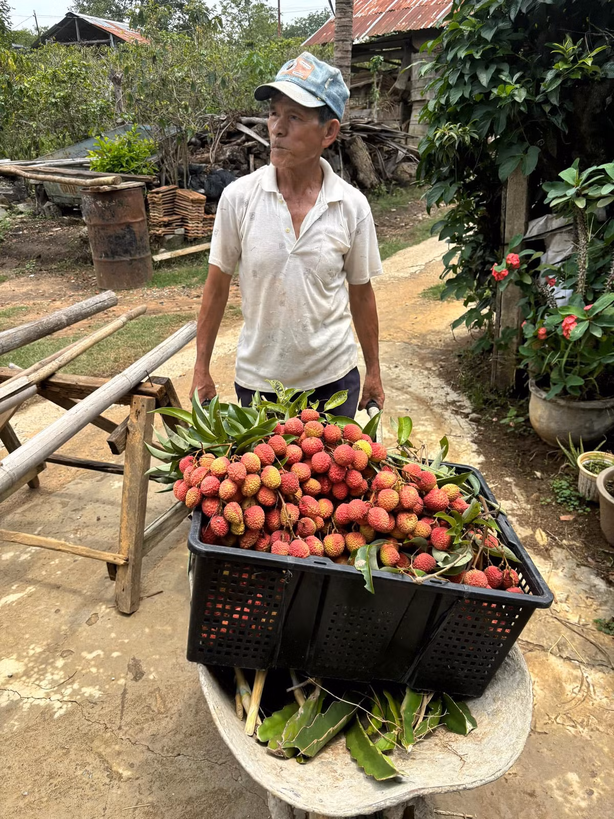 Theo lời kể của chàng trai, chủ nhân của cây vải nói trên, thì cây vải được trồng bởi bố của anh - ông Năm. Đây là giống vải U hồng, vị khá chua. Chàng trai hài hước miêu tả vị của những trái vải này: "Vải nhà ông Năm là vải U Buồn, vì ăn vào rồi không hiểu sao cứ thấy trong người buồn buồn. Lát sau mới biết là do nó chua quá."