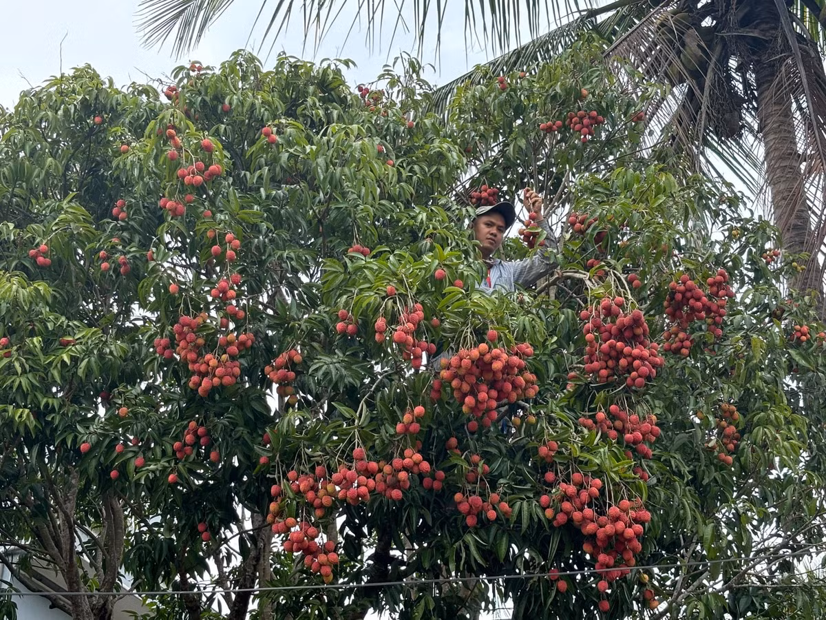 Sau bài đăng, rất nhiều người đã bày tỏ muốn có được địa chỉ cây vải "U buồn" để tận mục sở thị loại vải đặc biệt này.