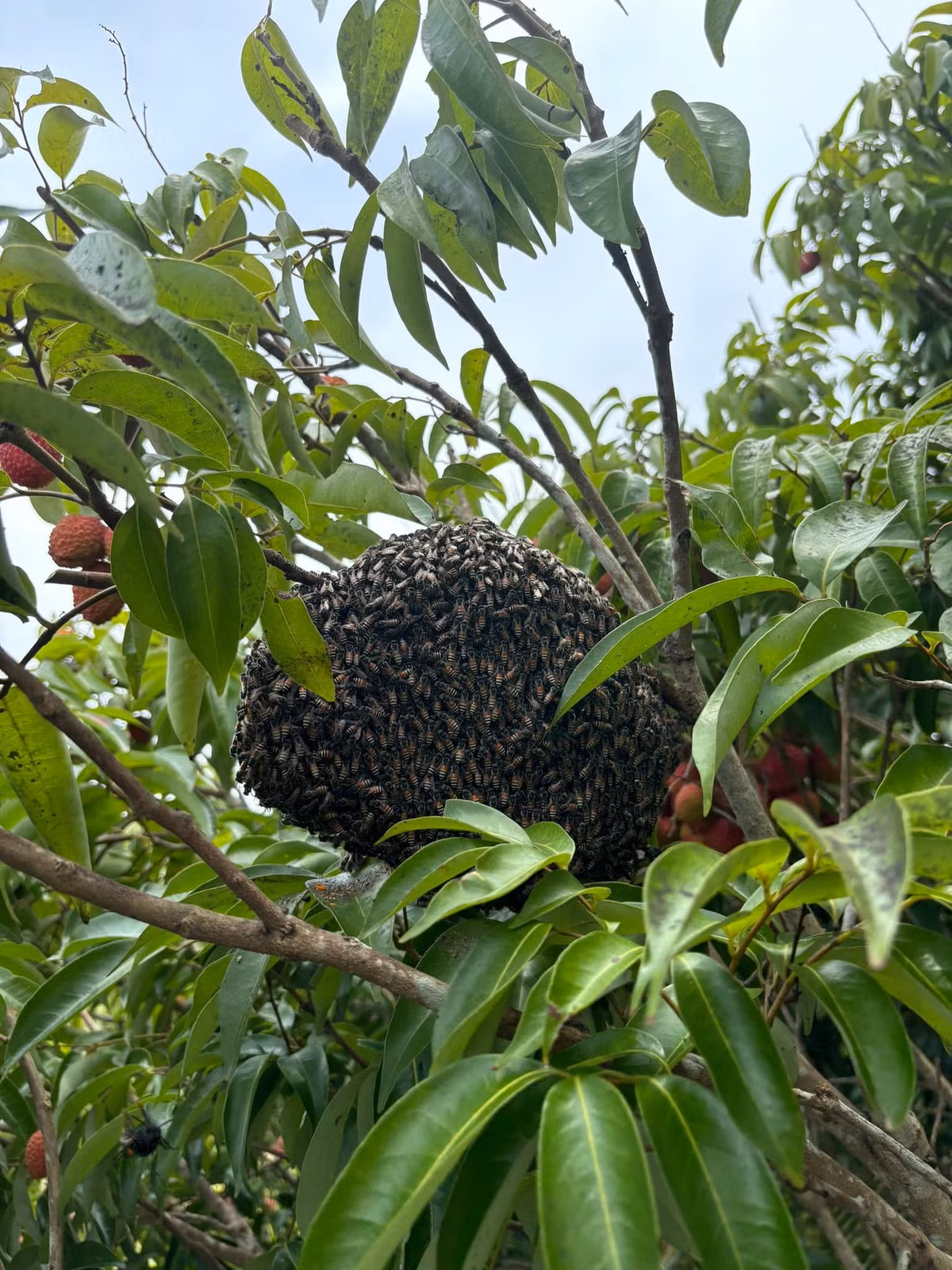 Điều đặc biệt hơn cả là có một tổ ong làm trên cây vải từ lúc vải mới ra hoa. Đến khi vải thu hoạch sắp hết nó cũng lo dọn đi rất gấp, đi ngay trong đêm hôm ấy.