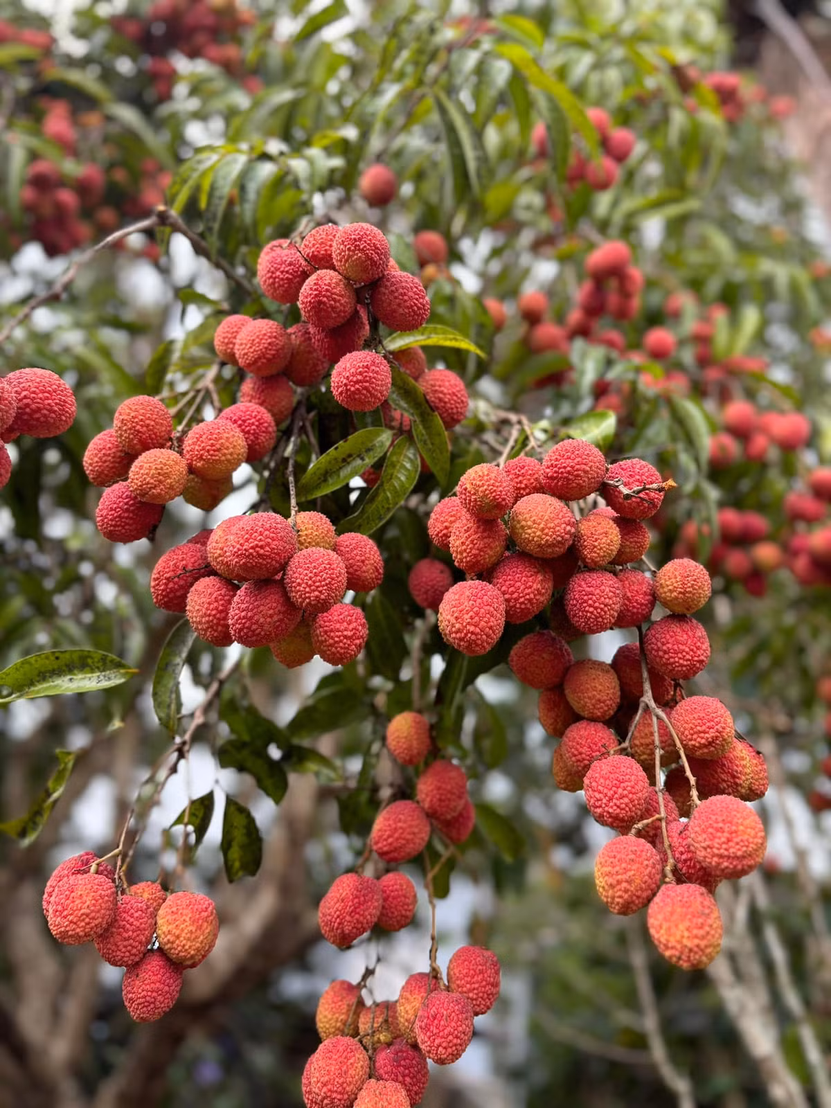 Trước nay, Bắc Giang hay Hưng Yên thường được biết đến là những địa phương nổi tiếng với nghề trồng vải. Lục Ngạn là một huyện thuộc tỉnh Bắc Giang nổi tiếng cả nước với đặc sản vải thiều mà không vùng đất nào có được. Vải thiều Lục Ngạn khi chín có màu đỏ tươi, hạt nhỏ, cùi dày, ngọt sắc và giàu chất dinh dưỡng. Nơi đây cho ra giống vải ngon bởi phù hợp về khí hậu, thổ nhưỡng cũng như kỹ thuật trồng cây tốt.