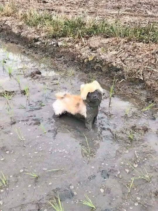 Chú chó khổ nhất năm chính là đây. Tưởng được cho đi chơi hoá ra lại phi một phát xuống ruộng. Thế là phi vụ đi chơi cùng crush và khoe chó đều thất bại thảm hại.