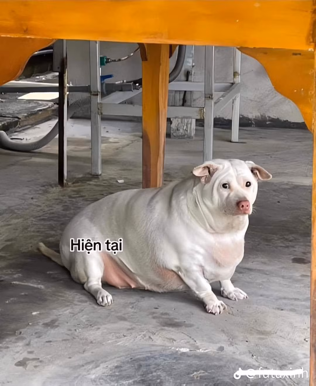 Thế nhưng biến hình hiện tại thì...