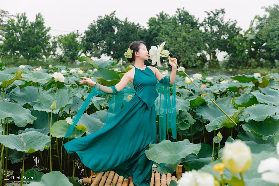 Mùa sen thường kéo dài đến đầu tháng 9 nhưng thời kì hoa đẹp nhất, thơm nhất là từ cuối tháng 5 đến nửa cuối tháng 6.Thời điểm hoa sen nở đẹp nhất vào khoảng 5 -7h hàng ngày, ngậm hương sắc từ đêm hôm trước và những giọt sương đọng lại trên lá. Đặc biệt vào buổi sáng nắng ban mai vẫn chưa quá gắt, giúp khung cảnh đầm sen thêm phần thơ mộng. "Đây cũng là thời điểm lên hình đẹp nhất" - Thịnh Seven, người thực hiện bộ ảnh chia sẻ.