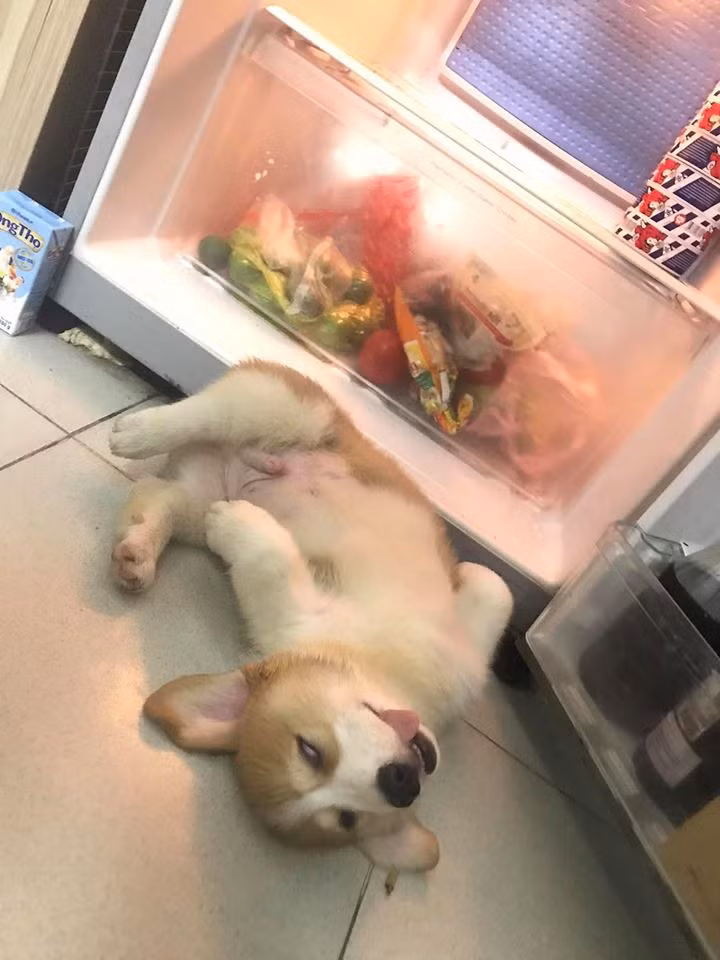 Bức ảnh nào của Gody đăng lên cũng nhận về lượt tương tác khá 'khủng', và điểm chung thú vị của đống ảnh ấy đều là chụp lúc Gody ngủ, với 1001 tư thế khác nhau khiến ai cũng phải bò lăn ra cười, không cười không chịu được.
