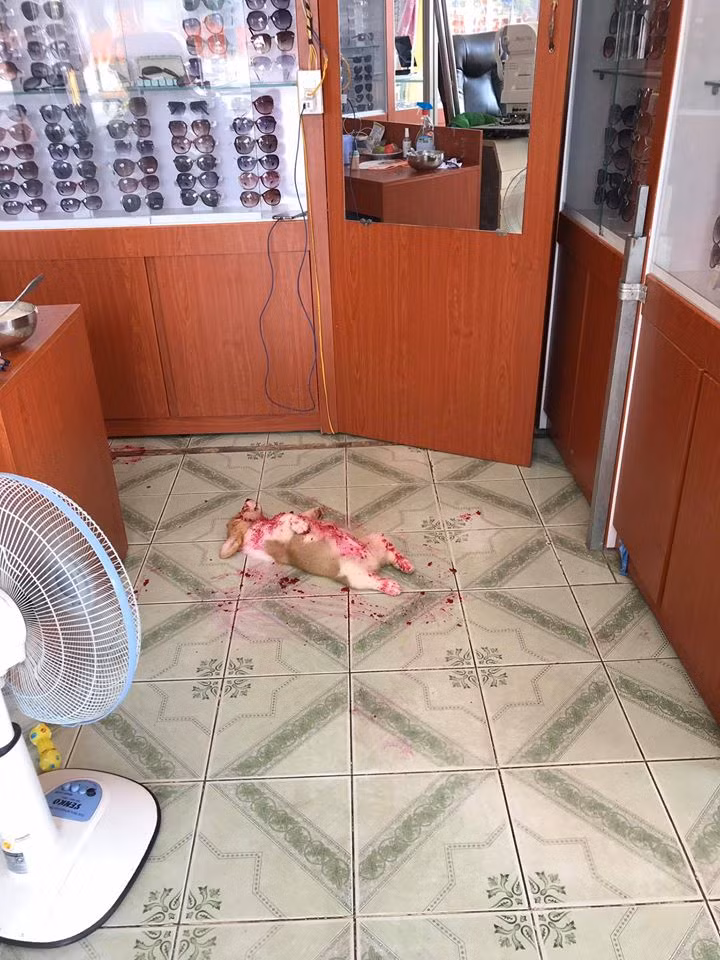 Chính vì tật ngủ quên trời đất ấy mà chú chó Corgi còn bị chủ bôi đầy trái thanh long lên người, làm trò cười cho cả cộng đồng mạng.