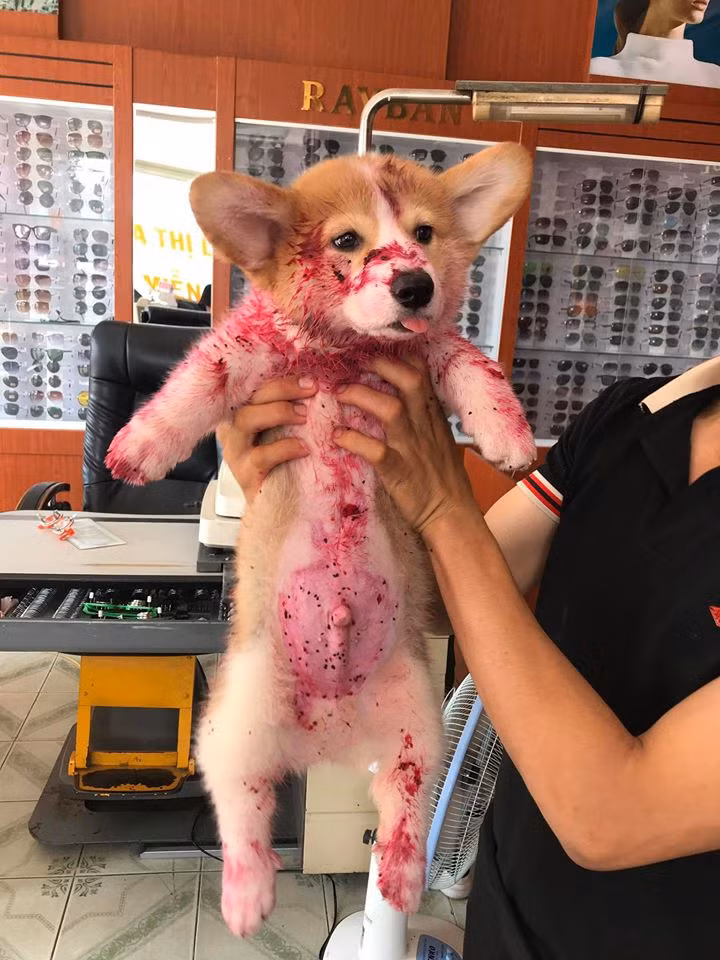 Nay chú chó ấy đã lớn, đẹp trai cute hơn rất nhiều, nhưng riêng tật ham ngủ thì được nâng level hơn hẳn ngày xưa. Vâng, đó chính là 'ngôi sao mới nổi' của làng chó tên Gody đấy ạ!
