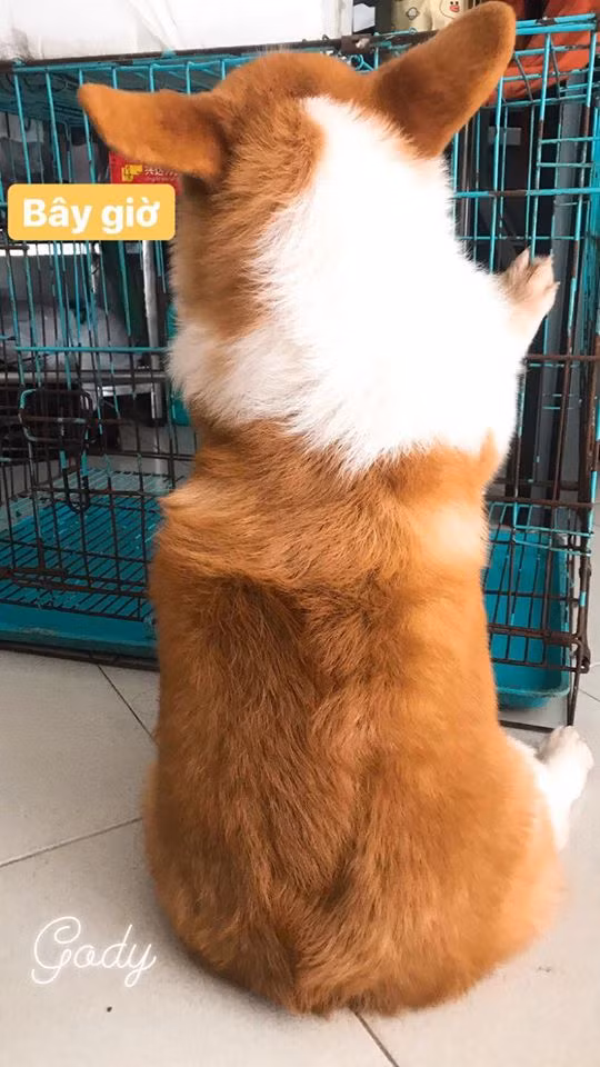 Từ lúc Gody nổi tiếng ầm ầm trên MXH nhờ 'năng lực' ngủ bá đạo, chủ của Gody đã dành hẳn trang fanpage có tên Candy The Corgi Official để đăng ảnh của Gody mỗi ngày, thu hút hơn 94k lượt theo dõi.