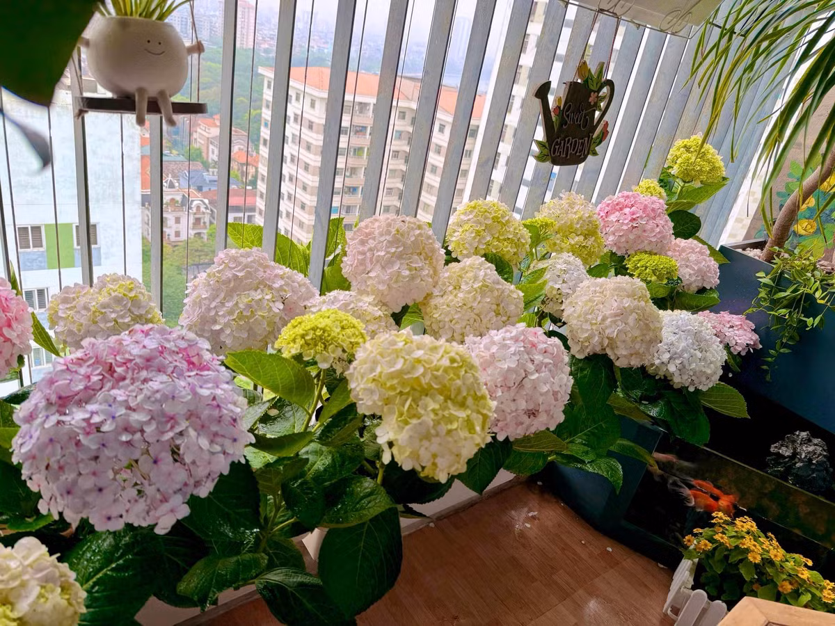 Hoa cẩm tú cầu mang vẻ đẹp mong nhanh, tinh tế như hình ảnh người thiếu nữ. Khi nhắc đến hoa cẩm tú cầu, ta thường nghĩ ra loài hoa này tượng trưng cho sự kiêu sa, lạnh lùng.
