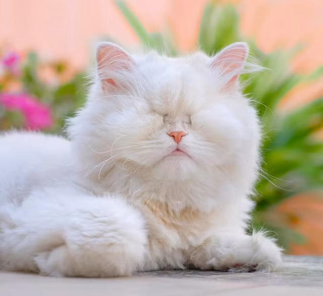 Tuy nhiên tại đây Moet không được chăm sóc tử tế, không có thức ăn và nước uống, chú phải sống trong một cái chuồng bẩn thỉu.