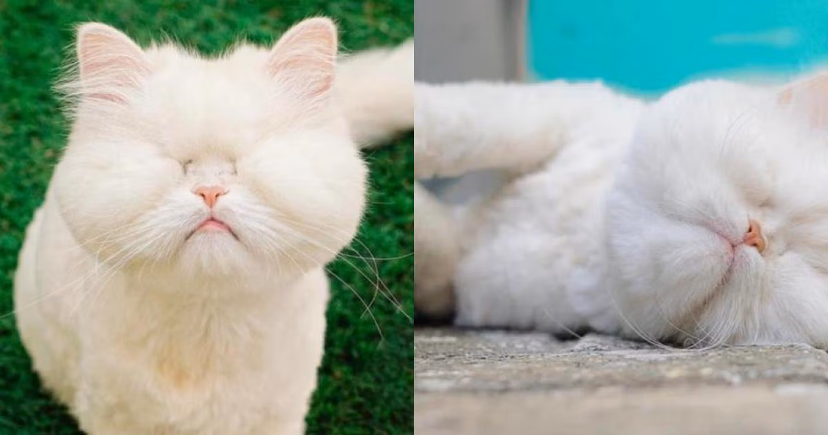 Cô chủ hiện tại tìm thấy Moet tại Tổ chức từ thiện động vật ở Oman và quyết định đem chú về nuôi.