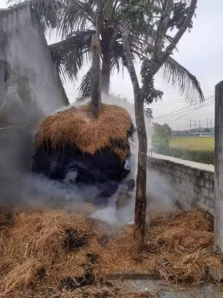 Kiếp nạn của cây rơm nhà ông bà ngoại.