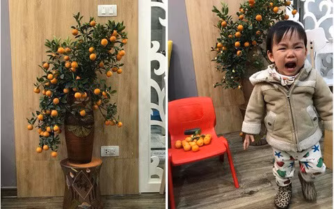 Thấy bố mẹ mua cây quất, em bé "có ý thức" hái hết quả để gia đình nấu ăn, làm mứt, thế mà bố mẹ lại mắng cho khóc nhè.