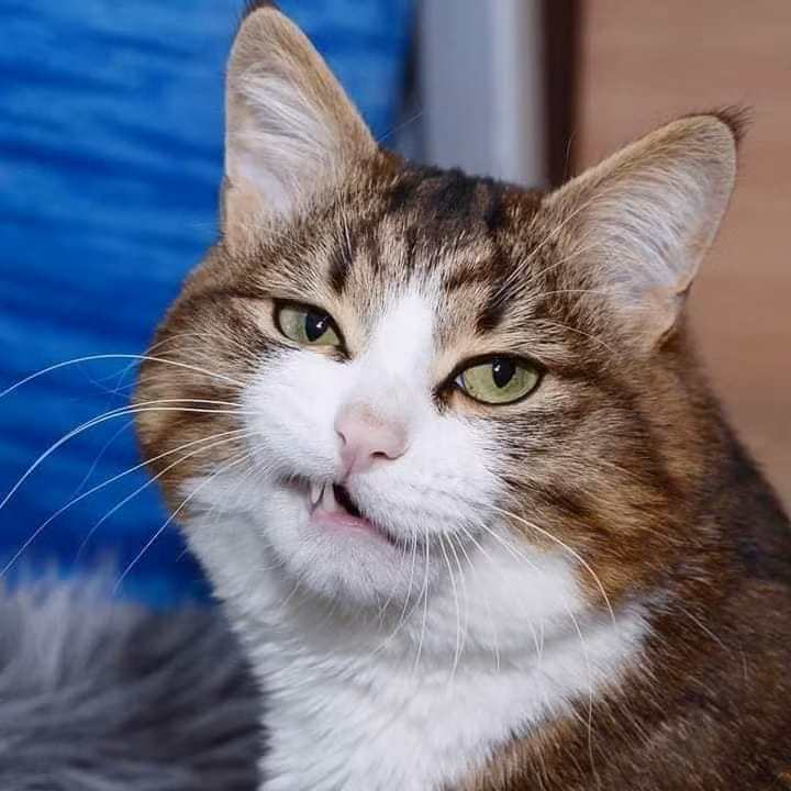 Dù vậy, thứ khiến Rexie nổi tiếng hơn là do biểu cảm cực kỳ dễ thương của chú mèo này. Từ cười, ngạc nhiên, sung sướng đến khinh bỉ, thú cưng này đều làm được tất.